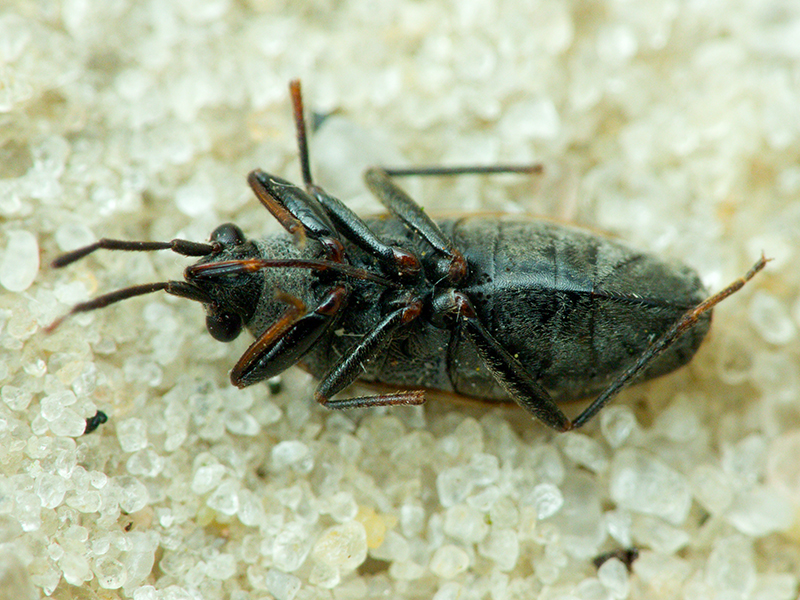Peritrechus geniculatus (Hahn, 1832)